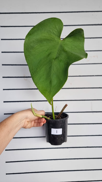 Amydrium humile - Heart Shaped Creeping Aroid