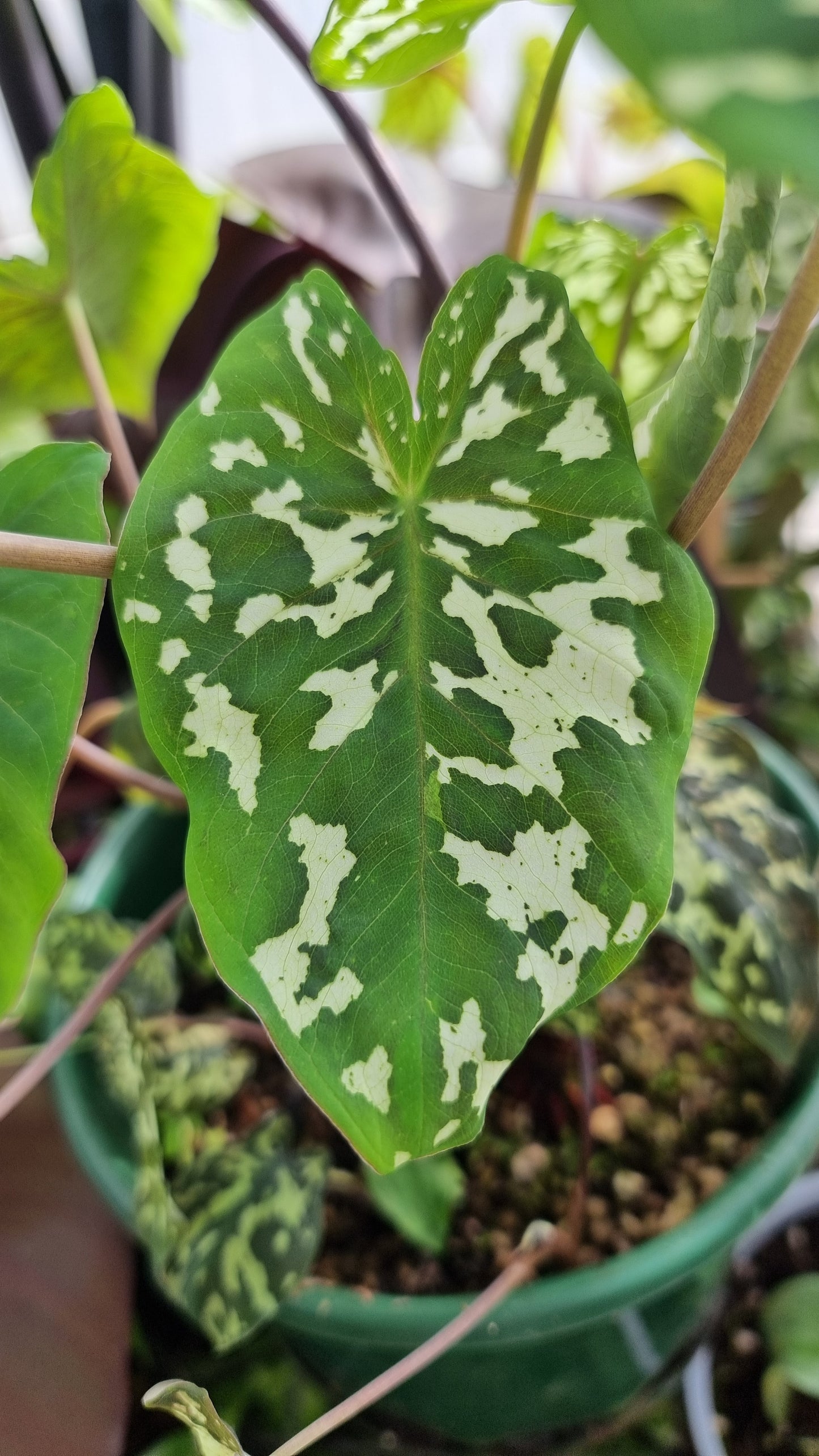 花叶芋‘希洛美’