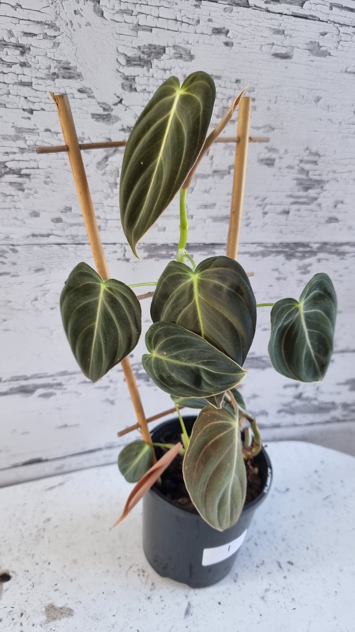 黑菊喜林芋