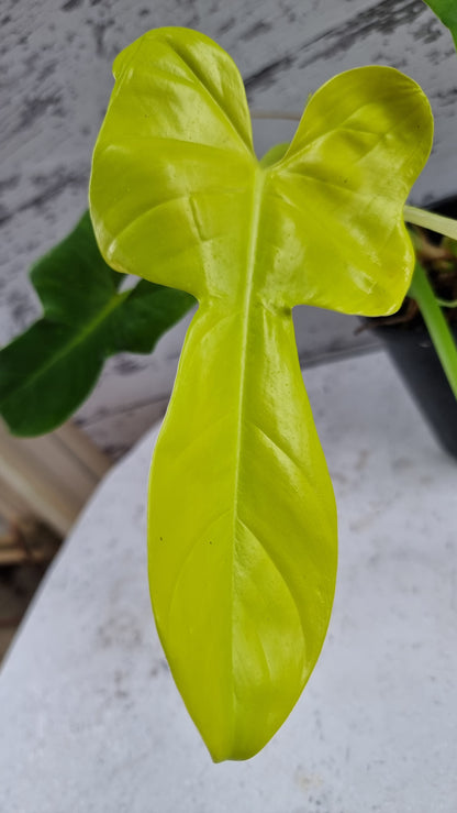 Philodendron bipennifolium aureum - Neon Horse Head Plant