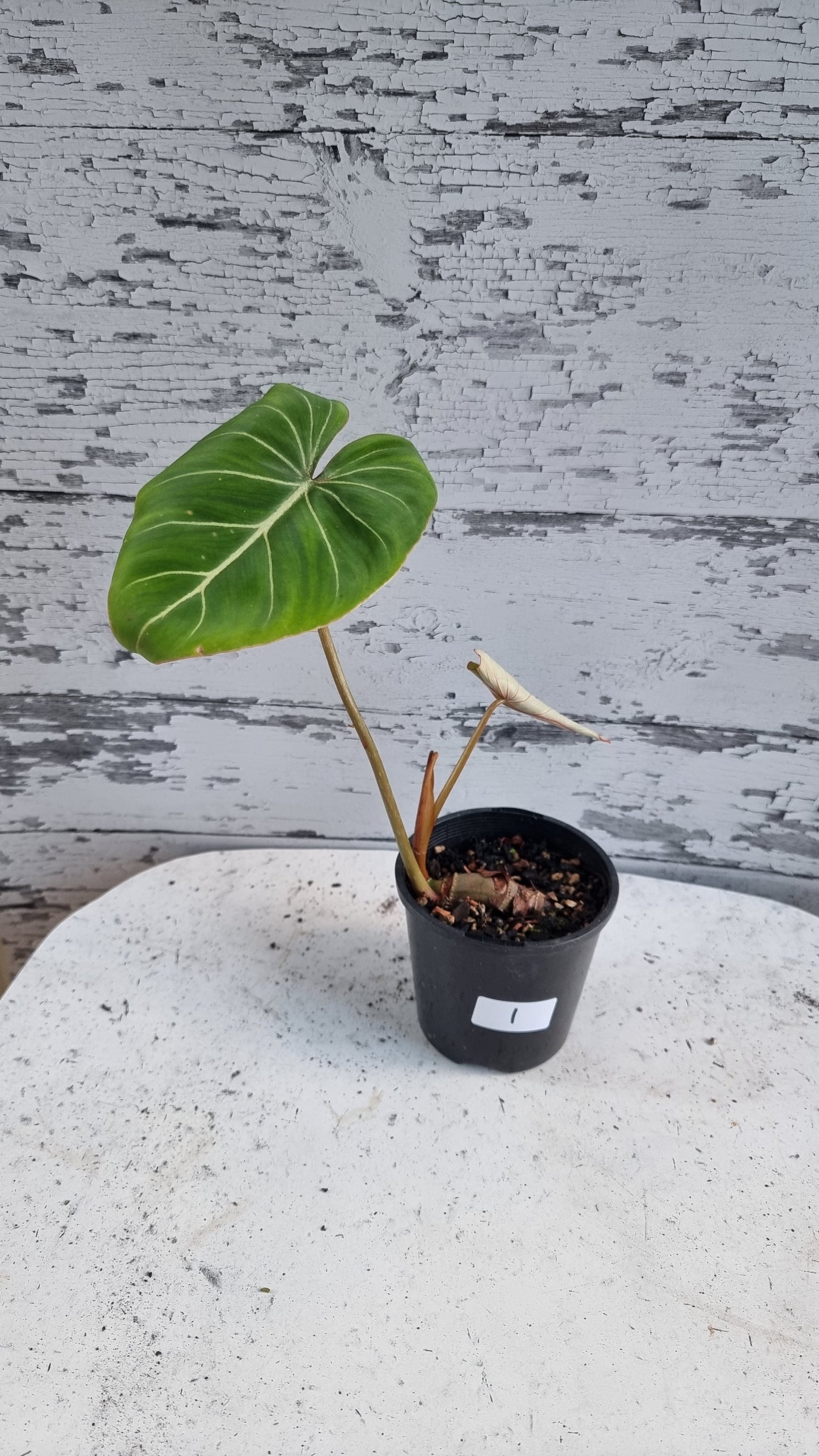 Philodendron gloriosum (Dark Form/White Veins)