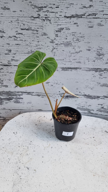 Philodendron gloriosum (Dark Form/White Veins)