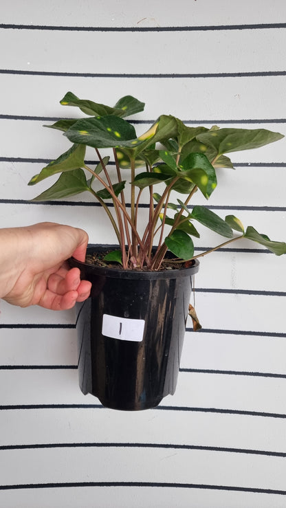 Farfugium (prev. Ligularia) japonicum 'Aureomaculatum' - 斑豹植物