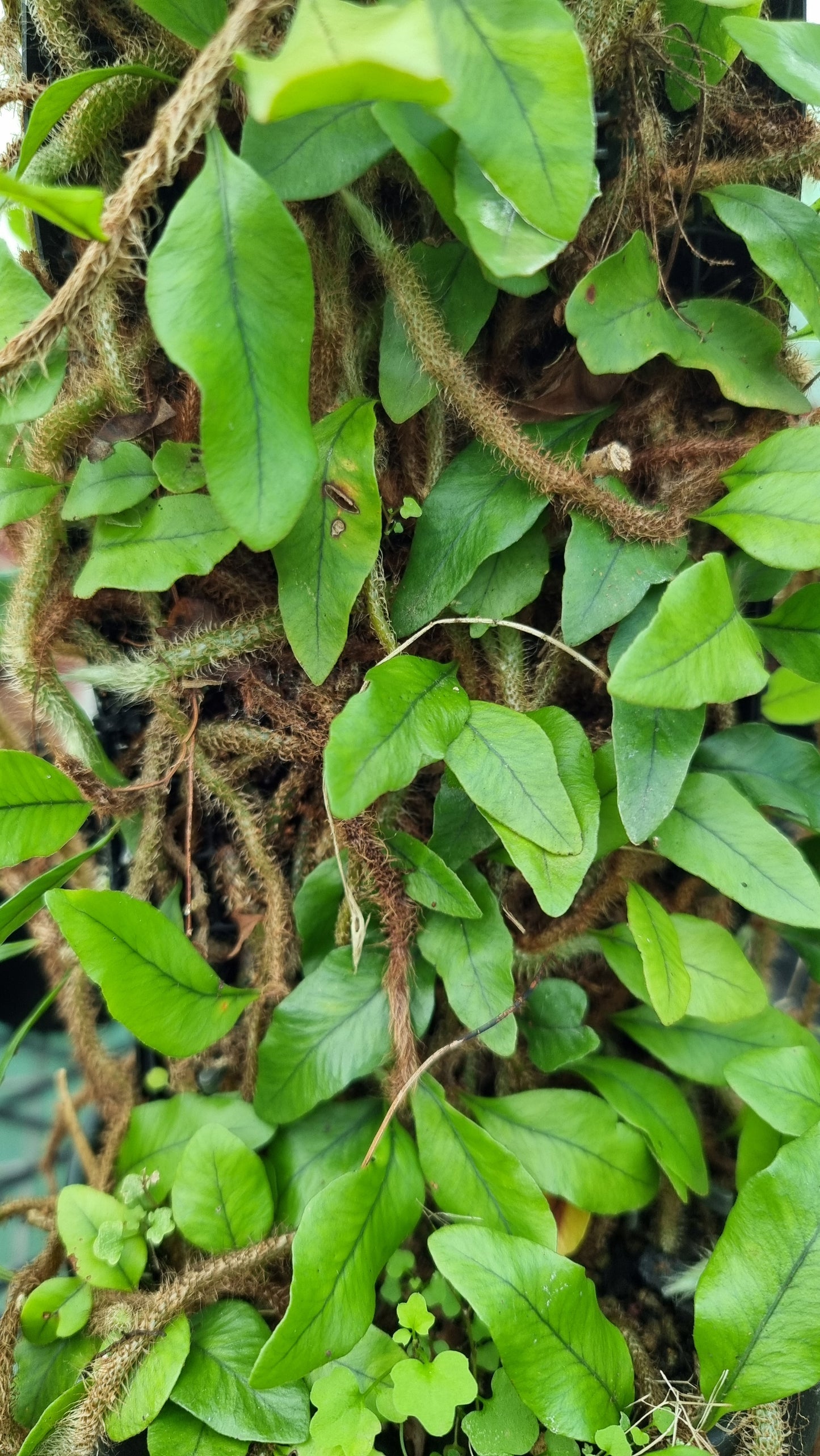 Microgramma vacciniifolia - 根茎蕨