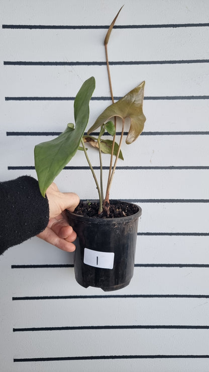 Anthurium berriozabalense