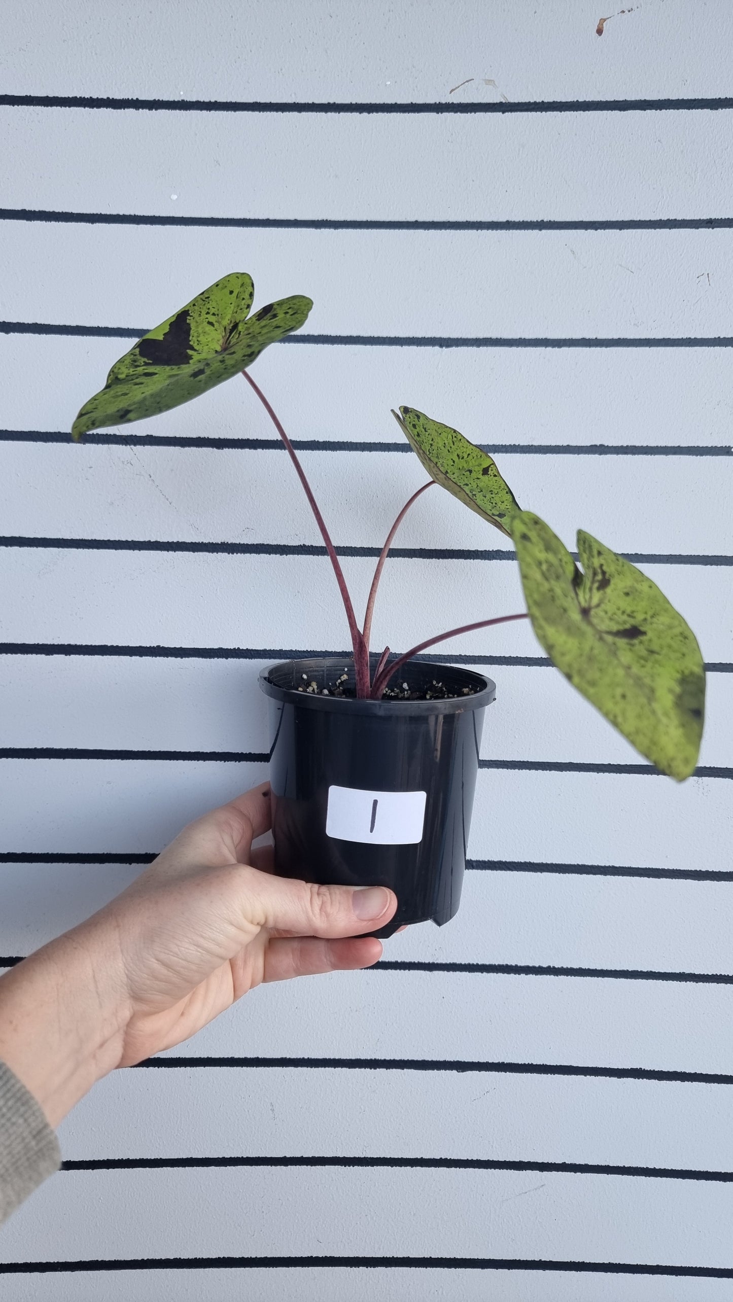 Colocasia esculenta 'Mojito' - 象耳芋植物