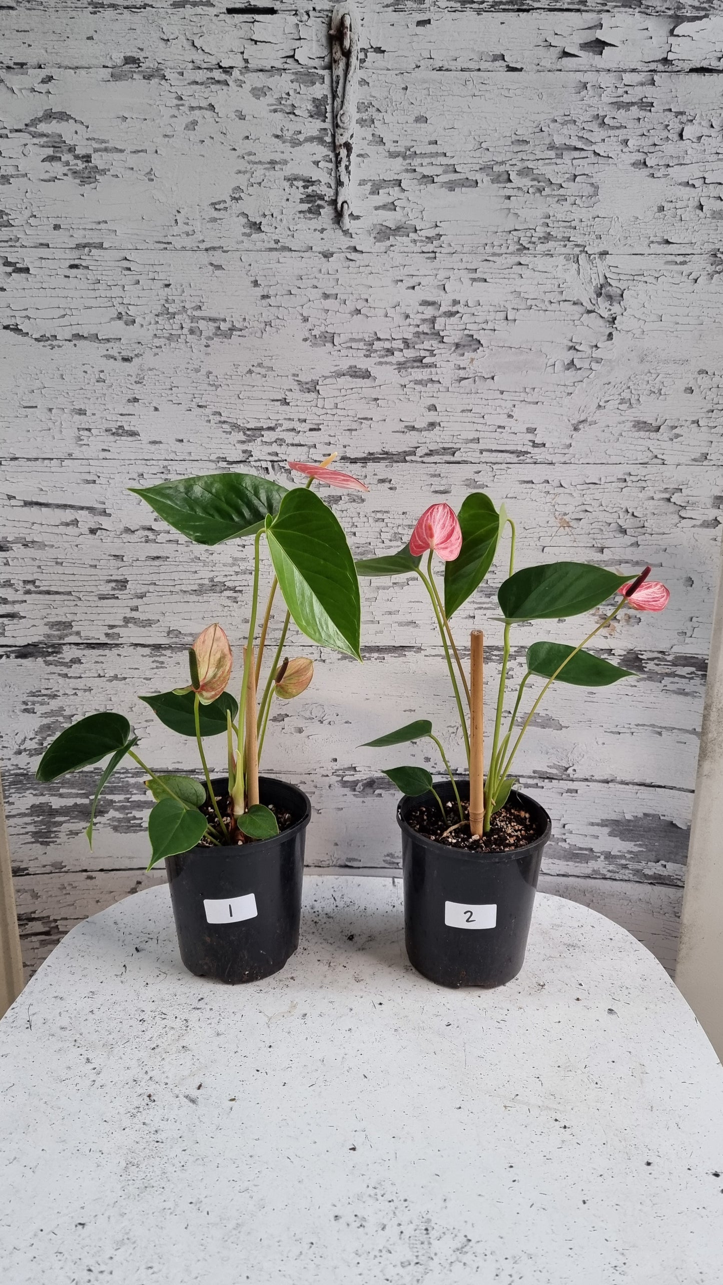 Anthurium andreanum 'Livium Ruby' - Flamingo Flower