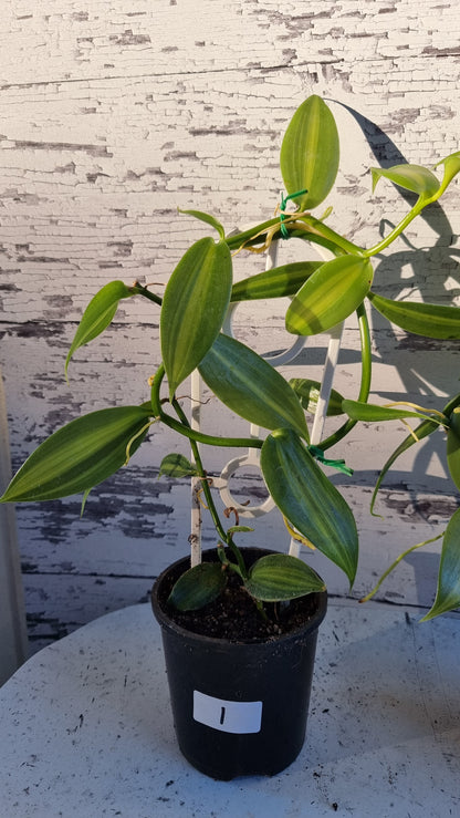 Vanilla planifolia variegata - Variegated Vanilla Orchid