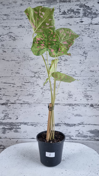 Caladium bicolour 'Raspberry Moon'