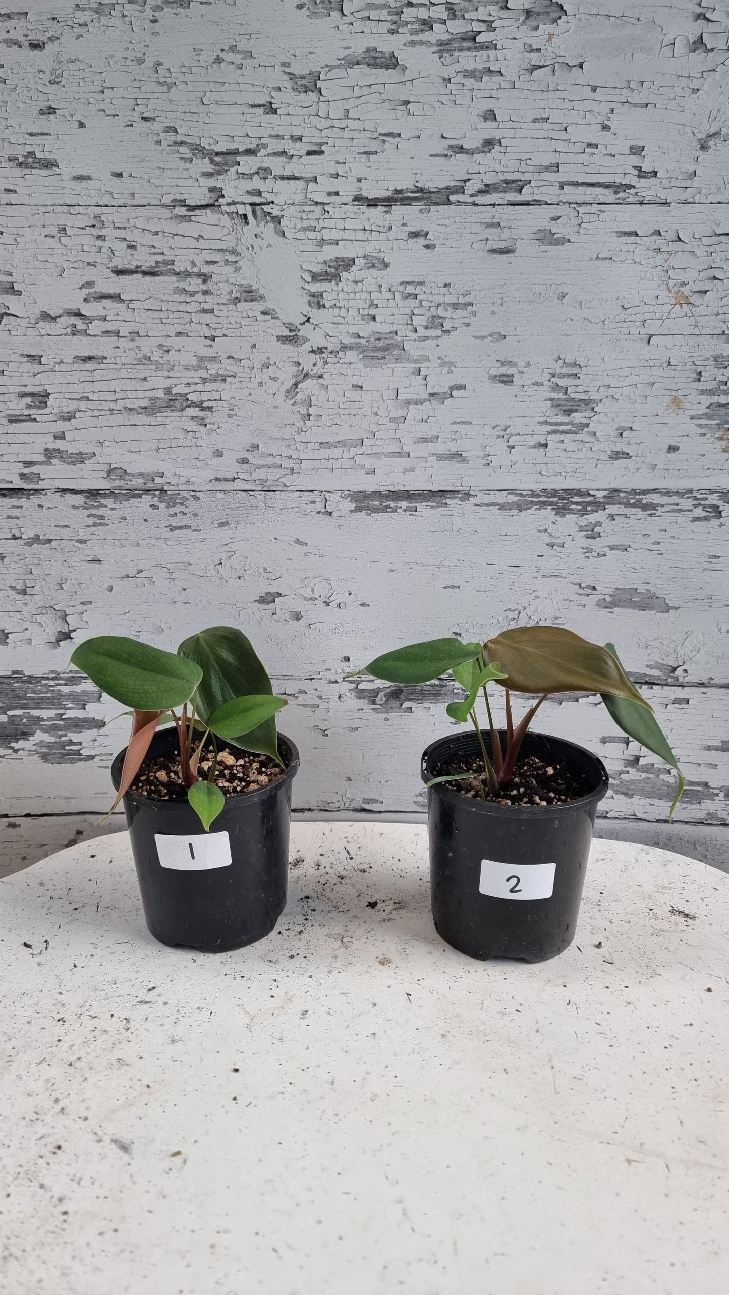 Philodendron lynamii - Climbing Aroid