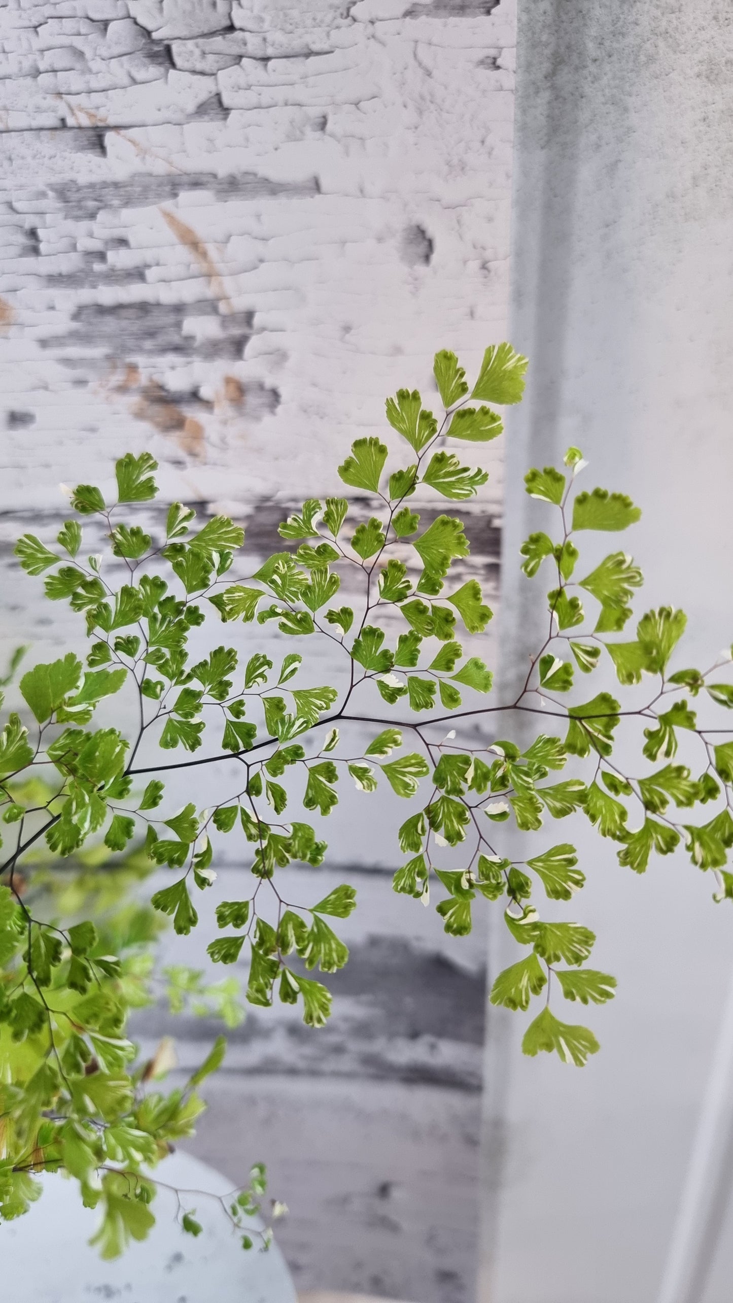 Adiantum raddianum 'Variegatum' - Variegated Delta Maidenhair Fern