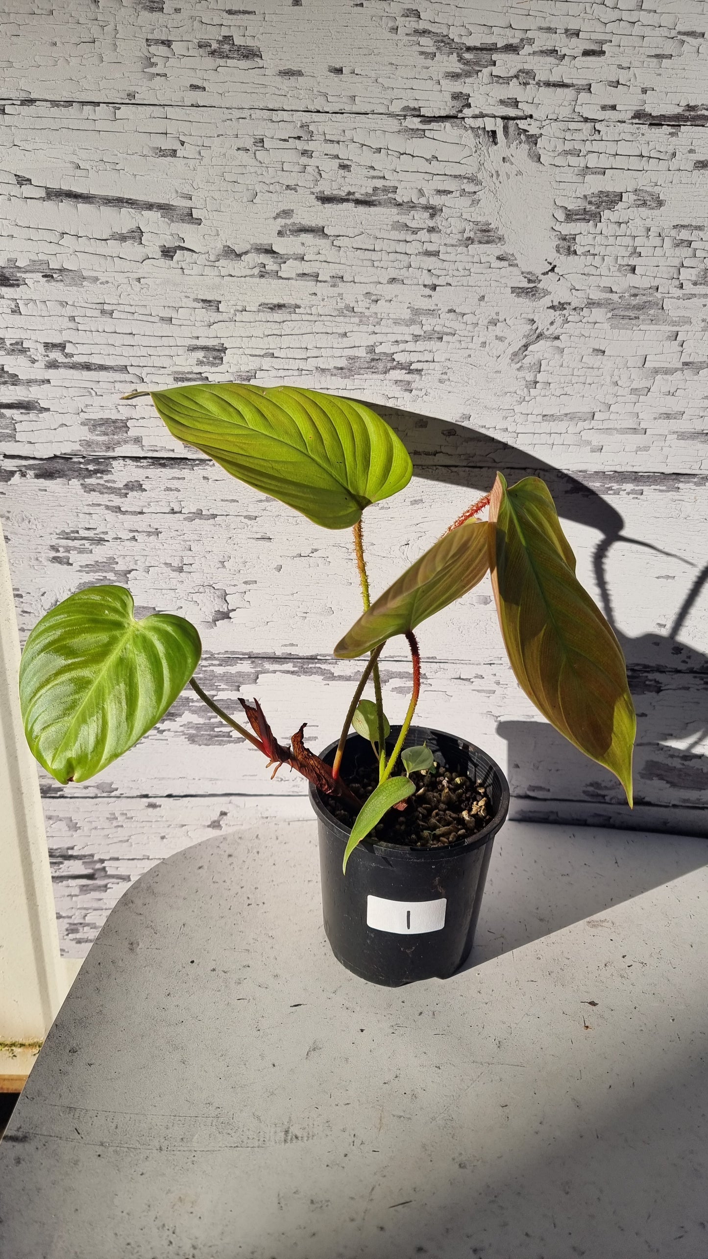 Philodendron 'Fuzzy Petiole'
