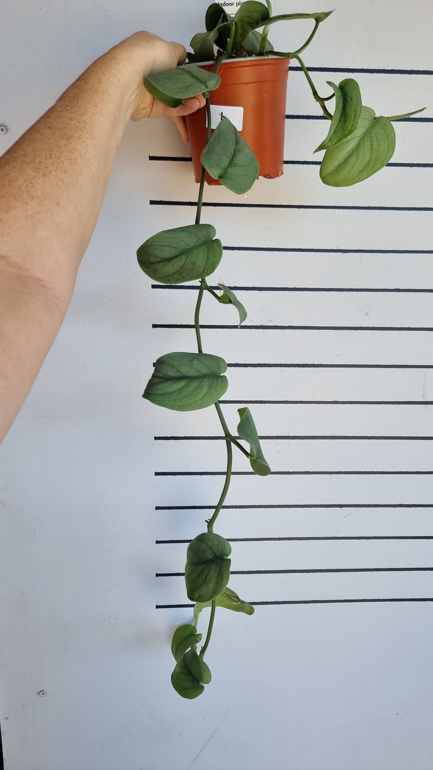 Scindapsus pictus 'Silver Hero' - Platinum Pothos