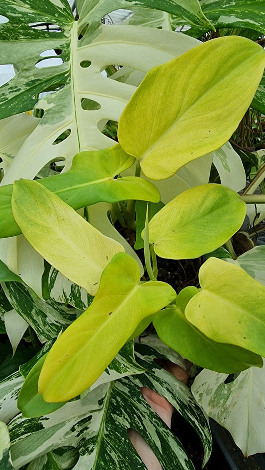 Philodendron bipennifolium aureum - Neon Horse Head Plant