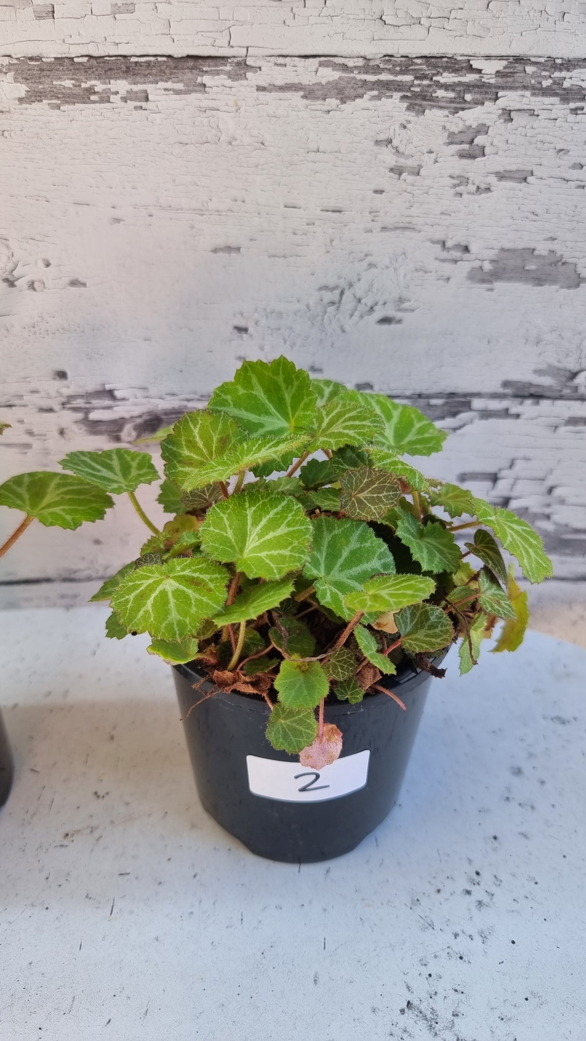 Saxifraga stolonifera - Green with White/Grey veining
