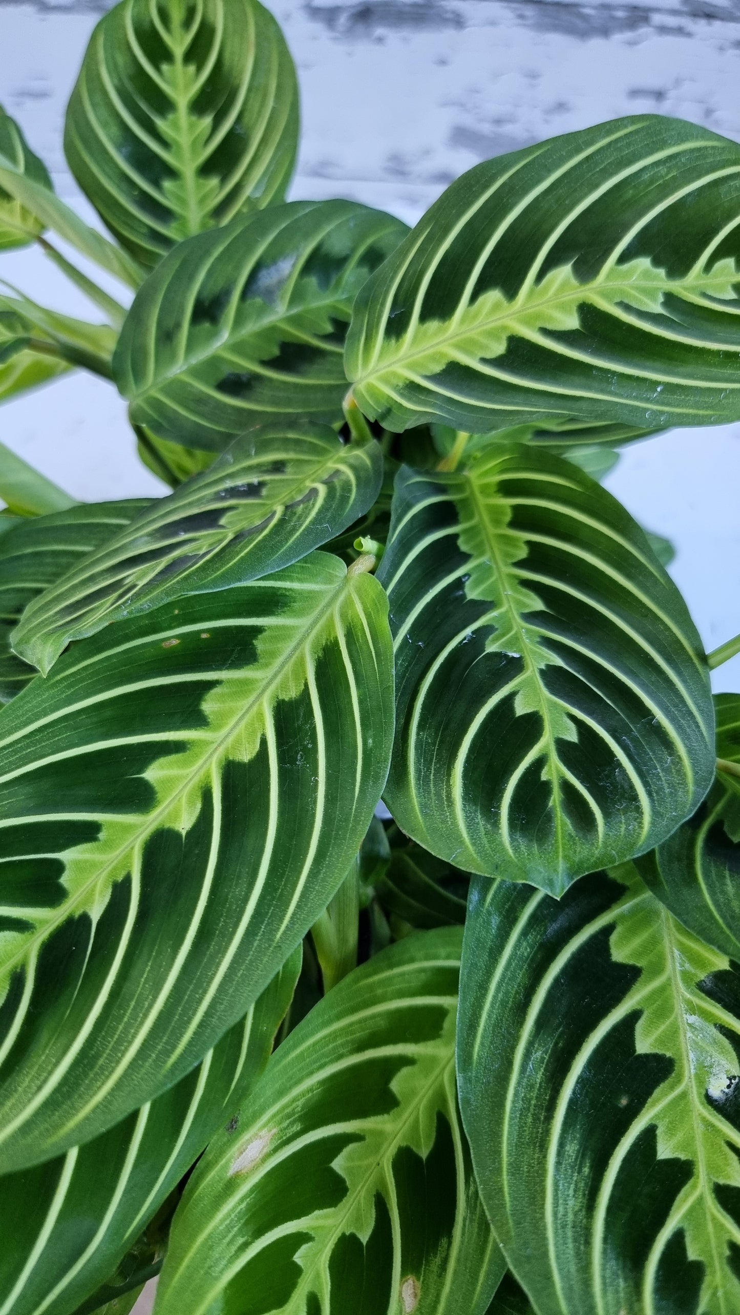 Maranta leuconeura 'Lemon Lime' - Prayer Plant