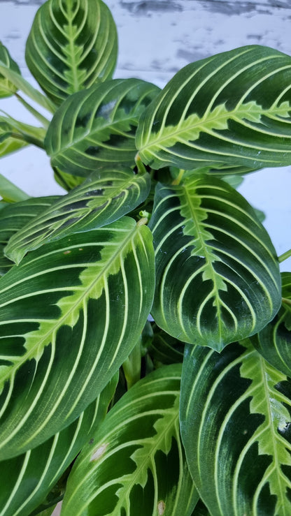 Maranta leuconeura 'Lemon Lime' - Prayer Plant
