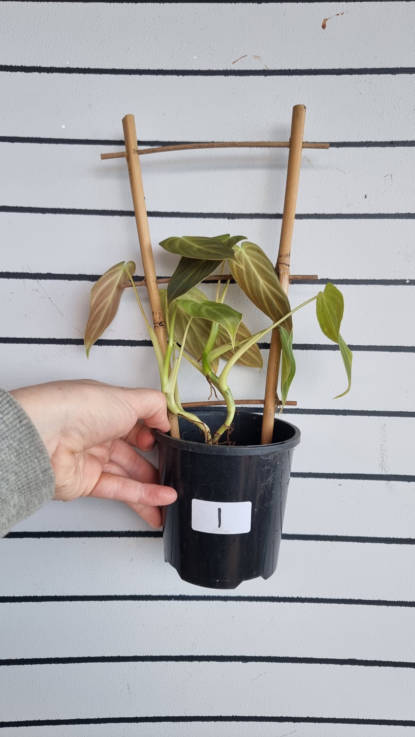 Philodendron 'Splendid' - Philodendron verrucosum x melanochrysum