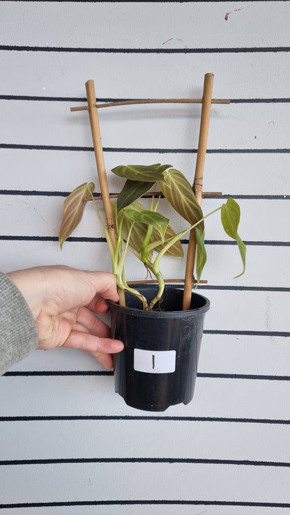 Philodendron 'Splendid' - Philodendron verrucosum x melanochrysum