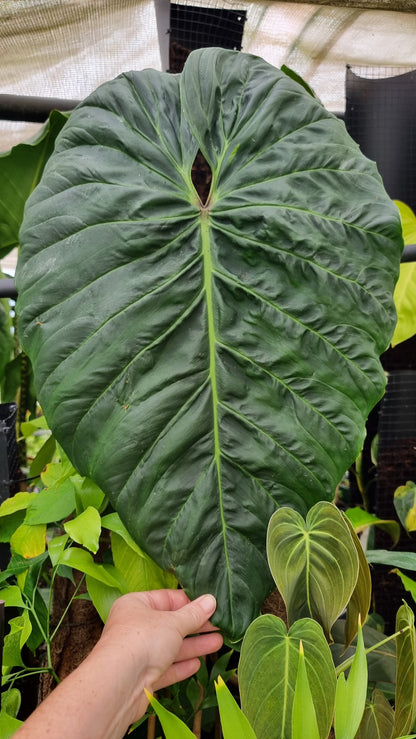 Philodendron verrucosum x sodiroi 'Majestic' - Climbing Aroid