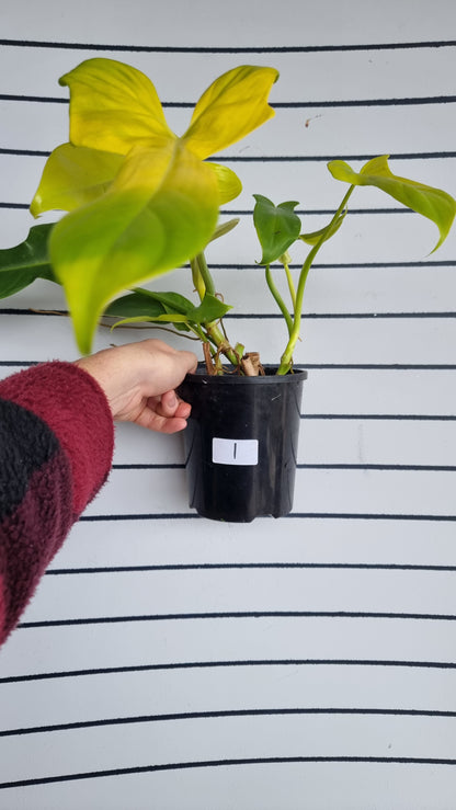 Philodendron bipennifolium aureum - Neon Horse Head Plant