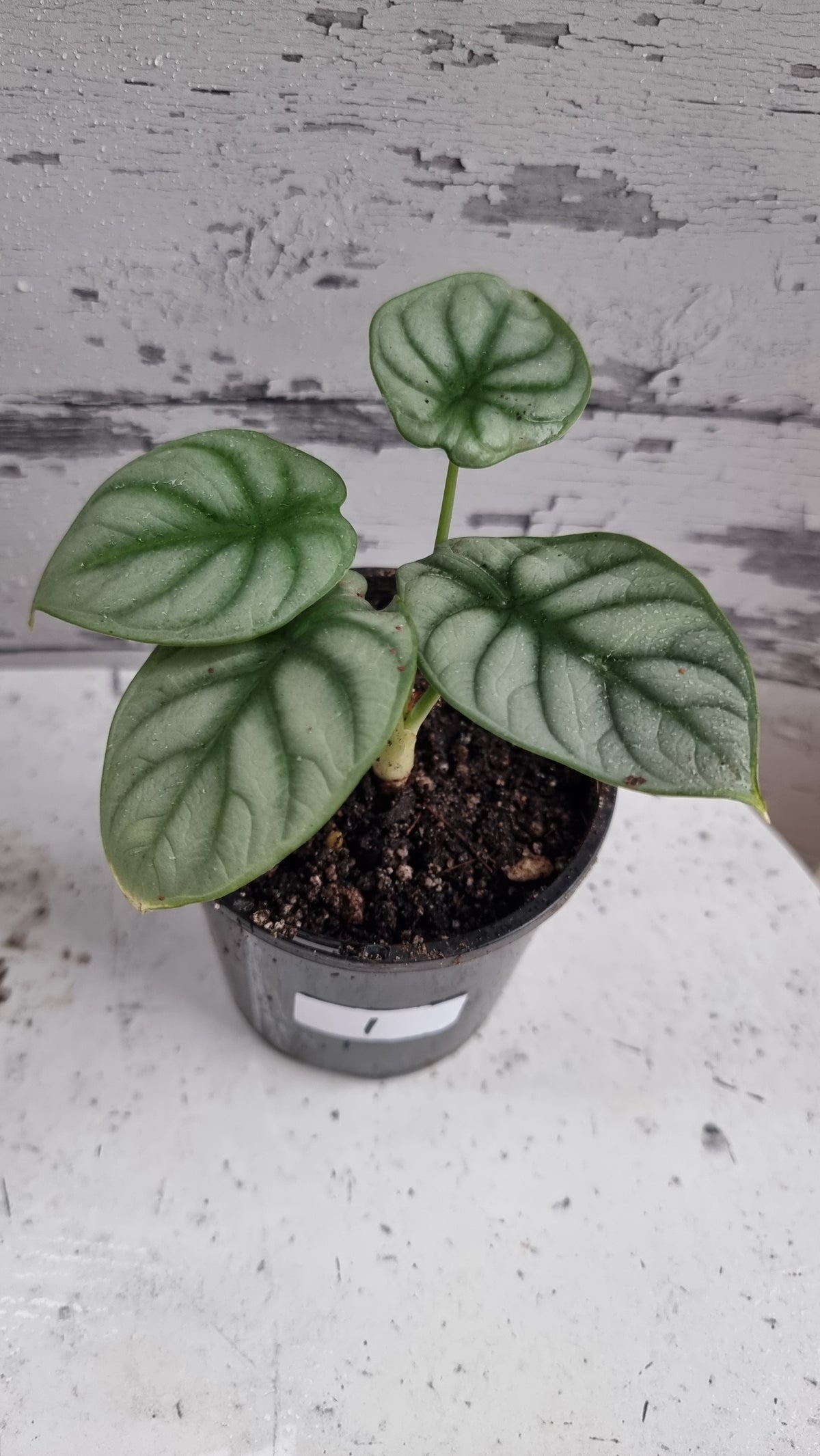 Alocasia baginda 'Silver Dragon'