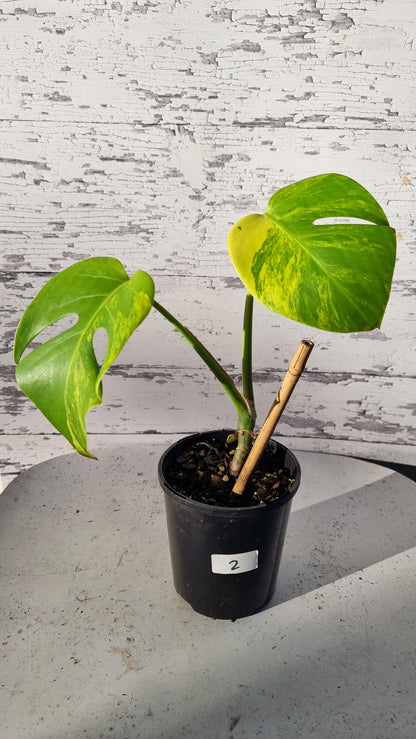 Monstera deliciosa 'Aurea' - Yellow Variegated Fruit Salad Plant