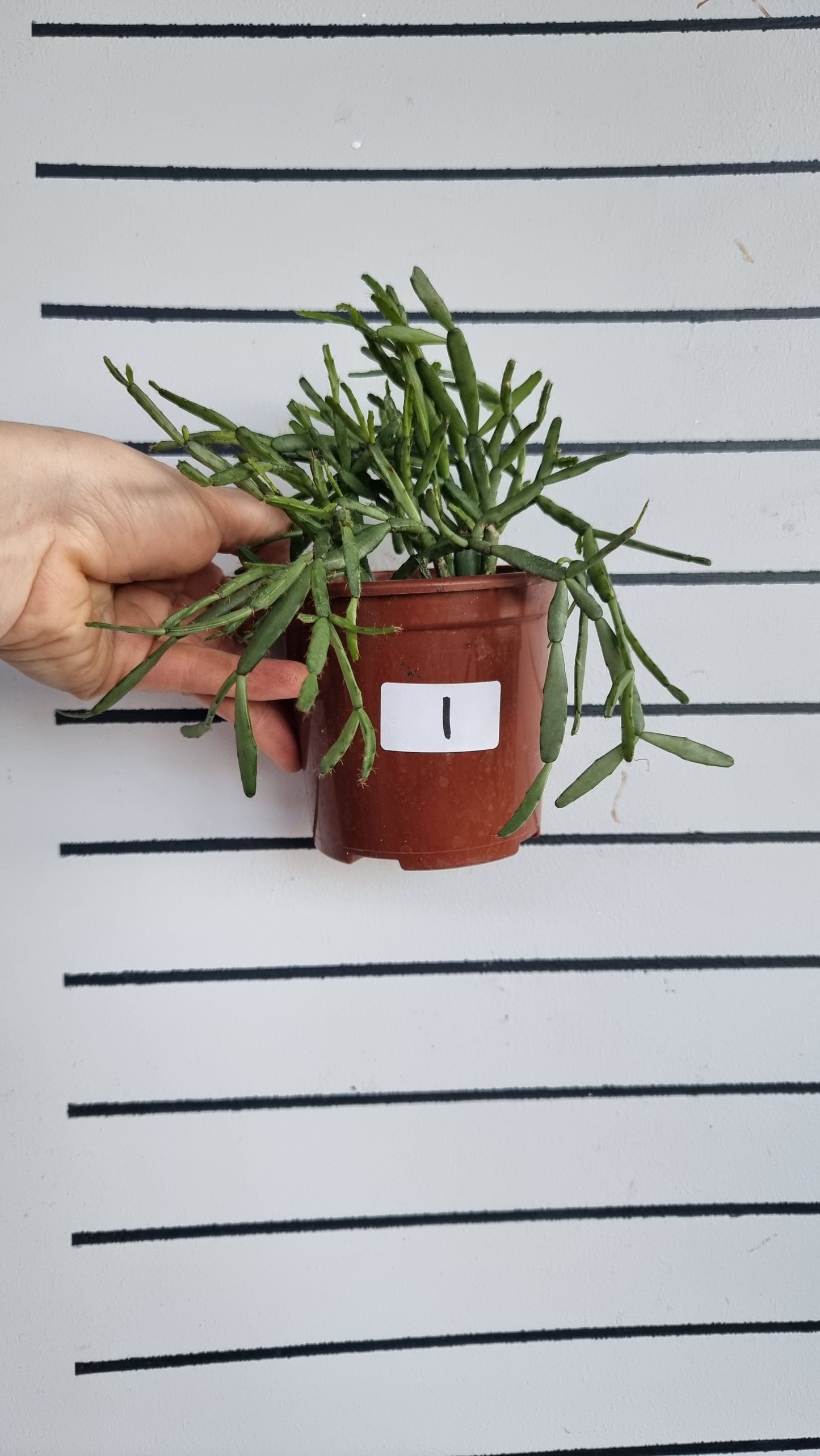 Rhipsalis ewaldiana - 槲寄生仙人掌
