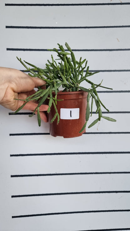 Rhipsalis ewaldiana - 槲寄生仙人掌