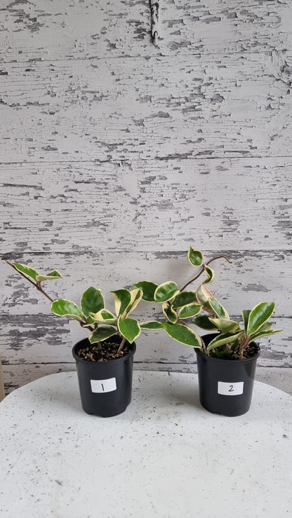 Hoya carnosa 'Krimson Queen' - Albo Variegated Wax Vine Plant