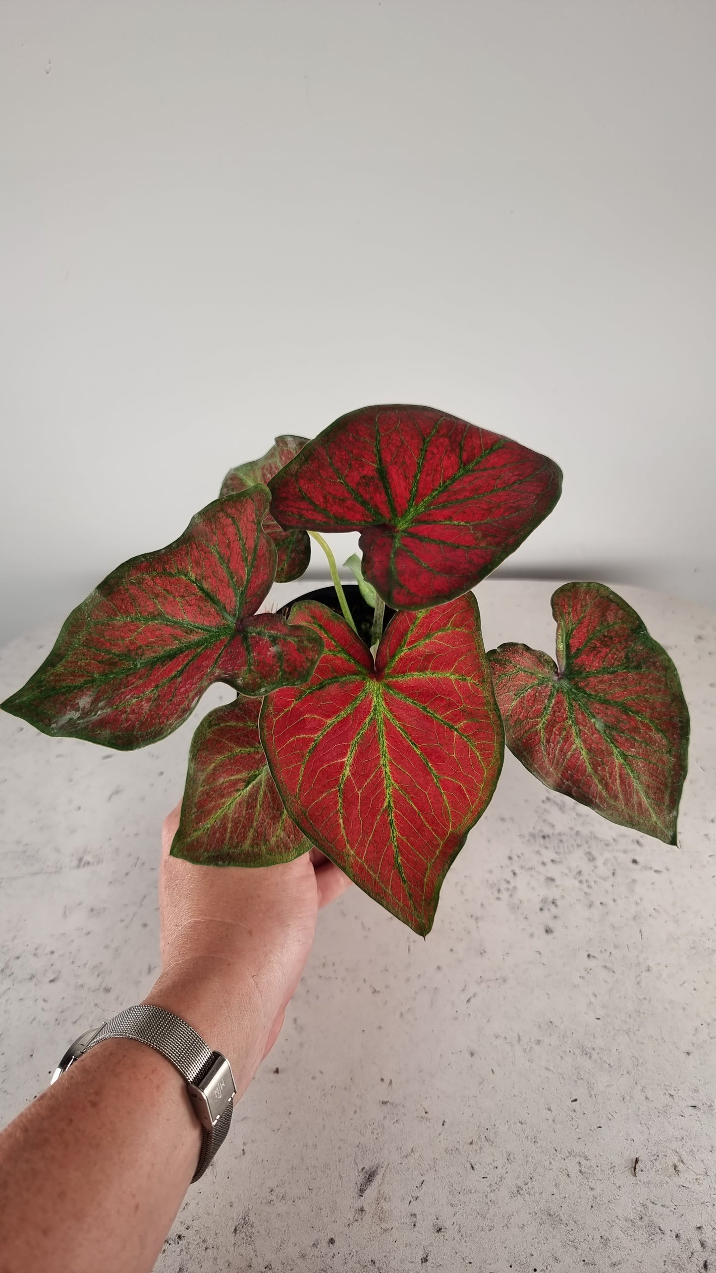 Caladium bicolour 'Jungle Ember'