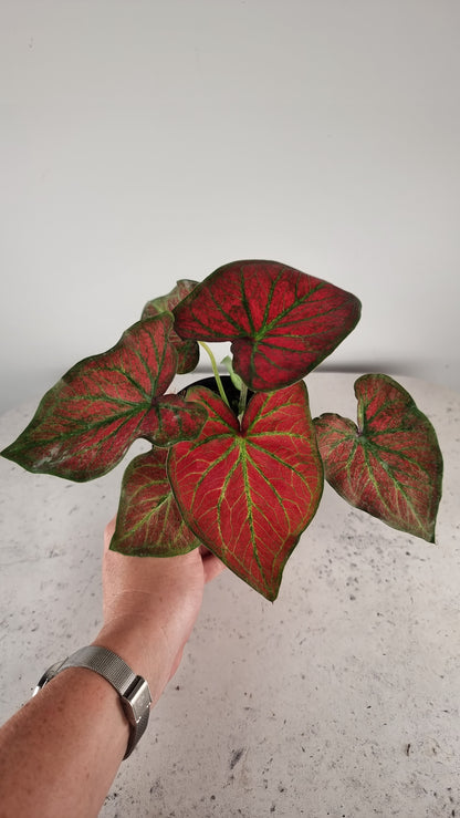 Caladium bicolour 'Jungle Ember'