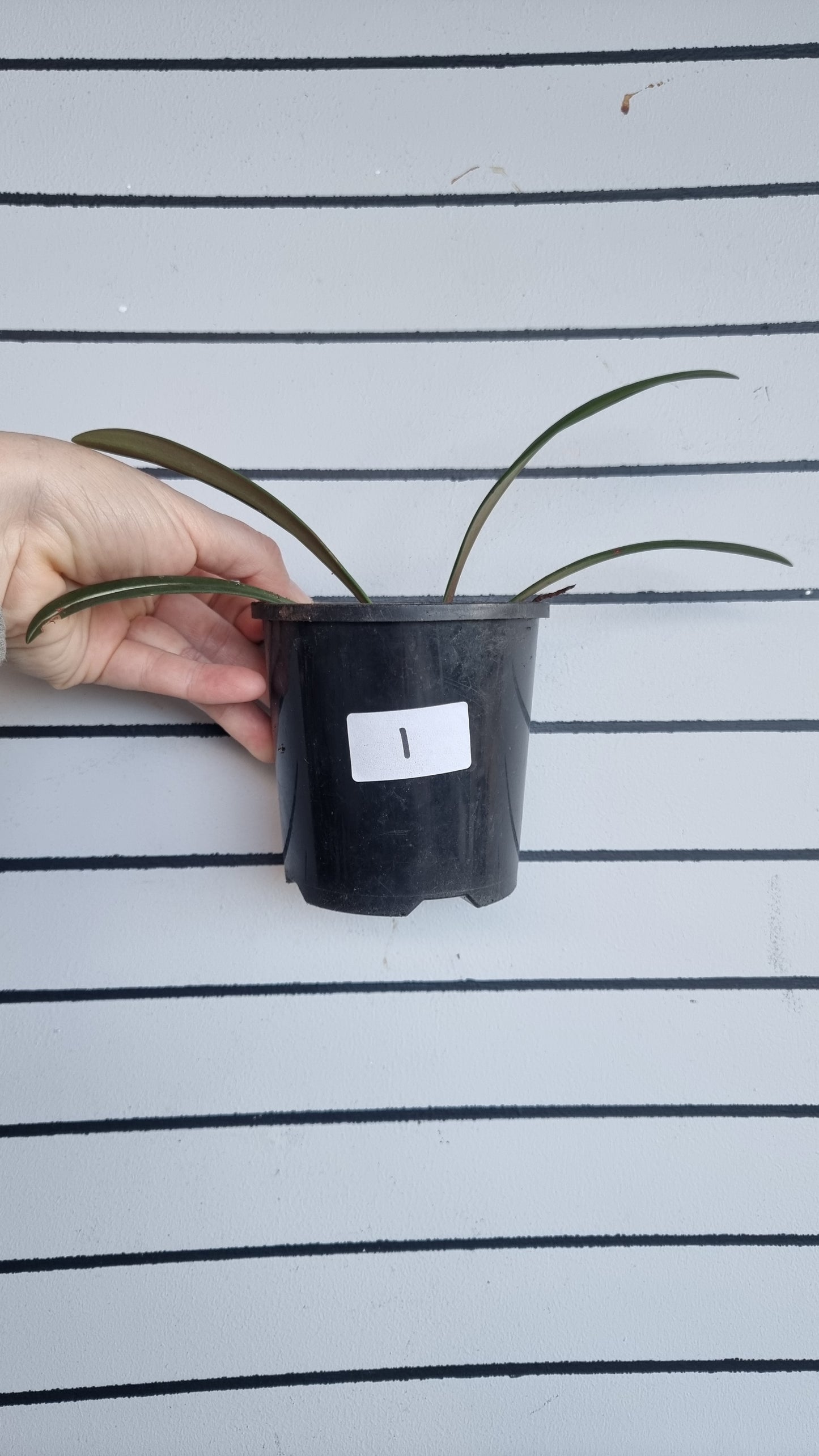 Hippeastrum striatifolium - Striped Amaryllis