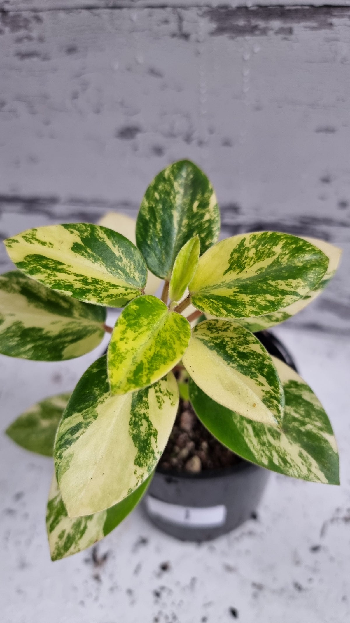 Peperomia orba variegata 'Marble' - Variegated Pixie Plant