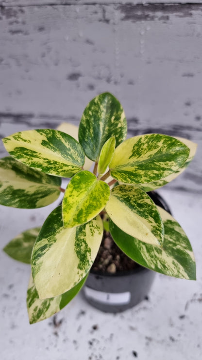 Peperomia orba variegata 'Marble' - Variegated Pixie Plant