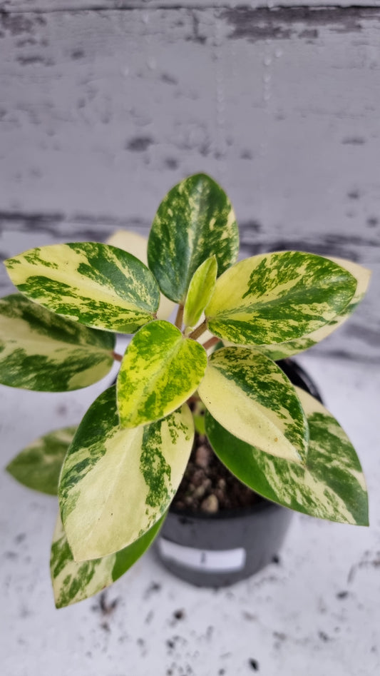 Peperomia orba variegata 'Marble' - Variegated Pixie Plant