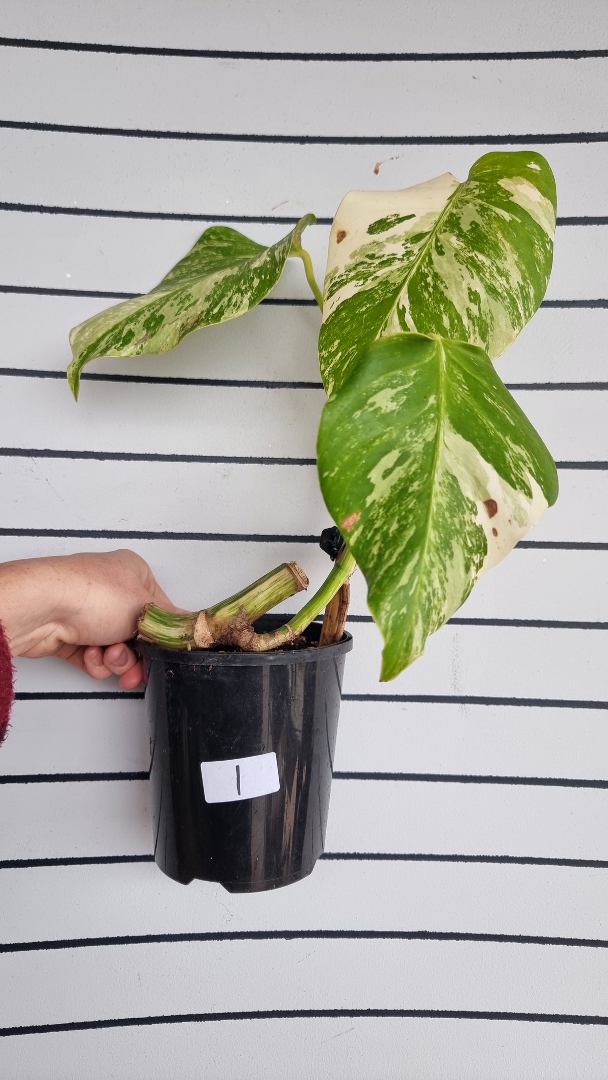 Monstera deliciosa borsigiana variegata - Variegated Fruit Salad Plant