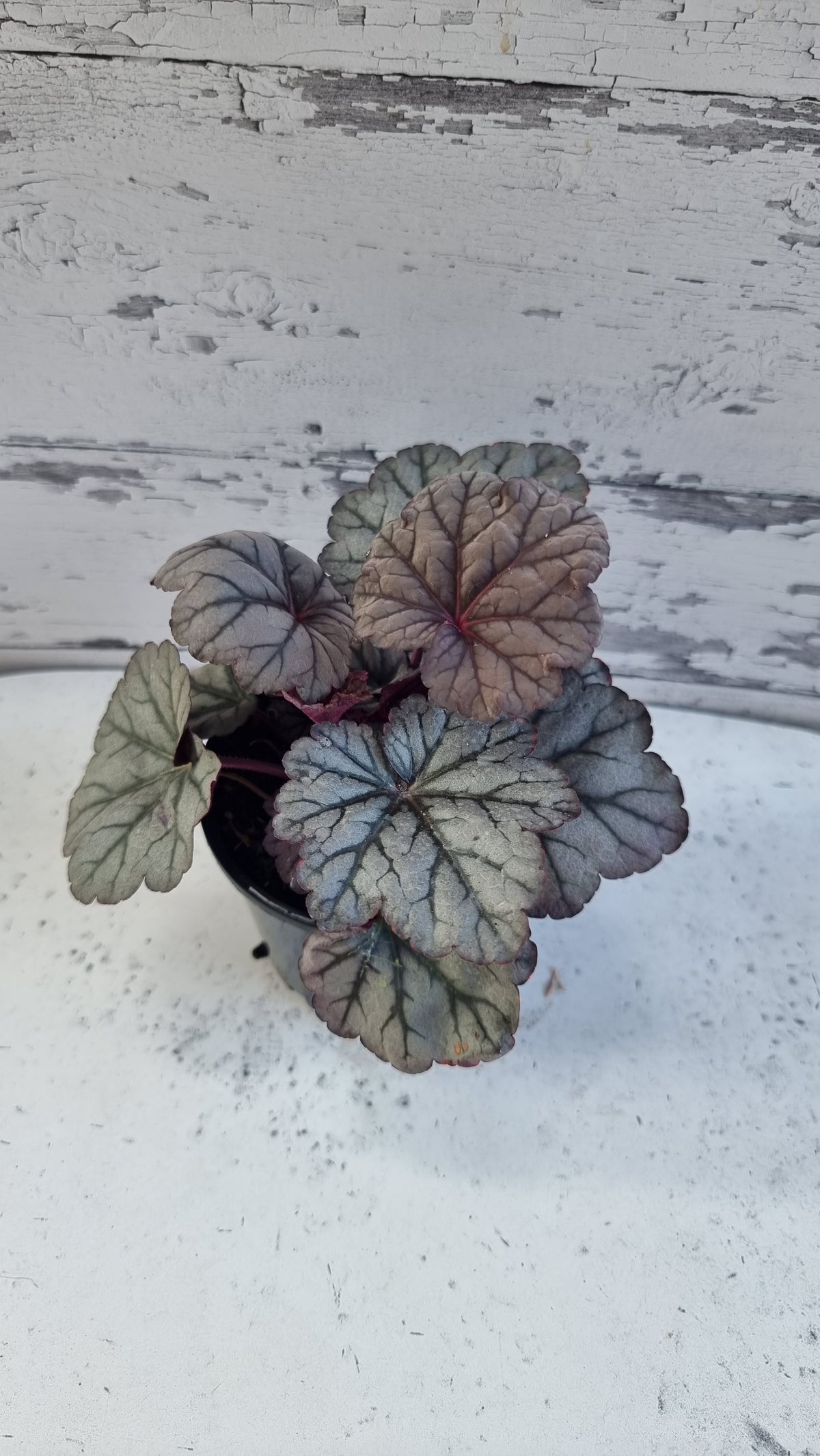Heuchera '糖梅' - 珊瑚鐘