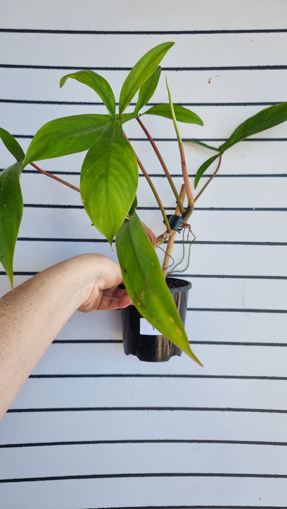 Philodendron 'Bette Waterbury' (Prev 69686) - '大耳朵'