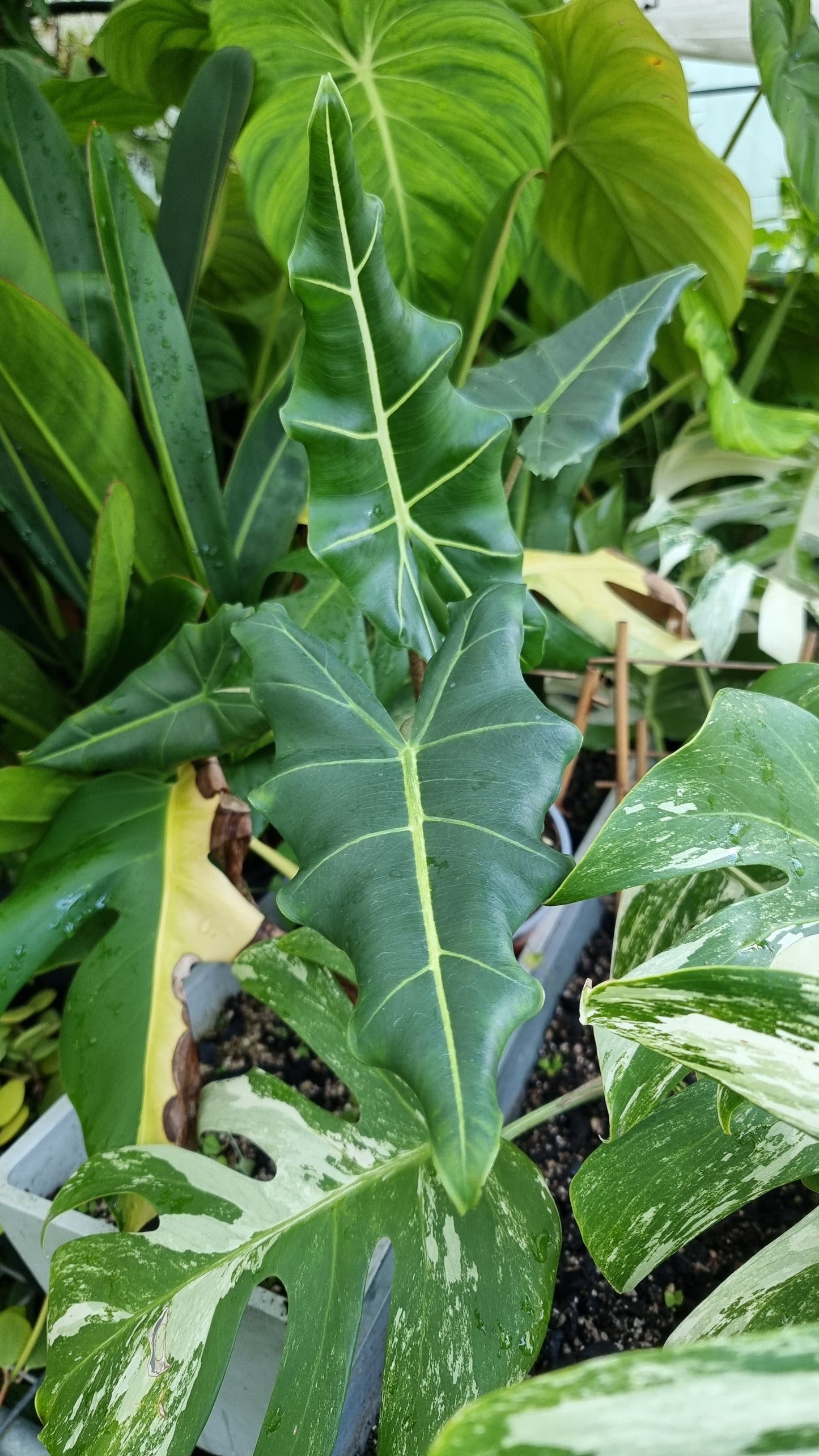 Alocasia hybrid 'Sarian'