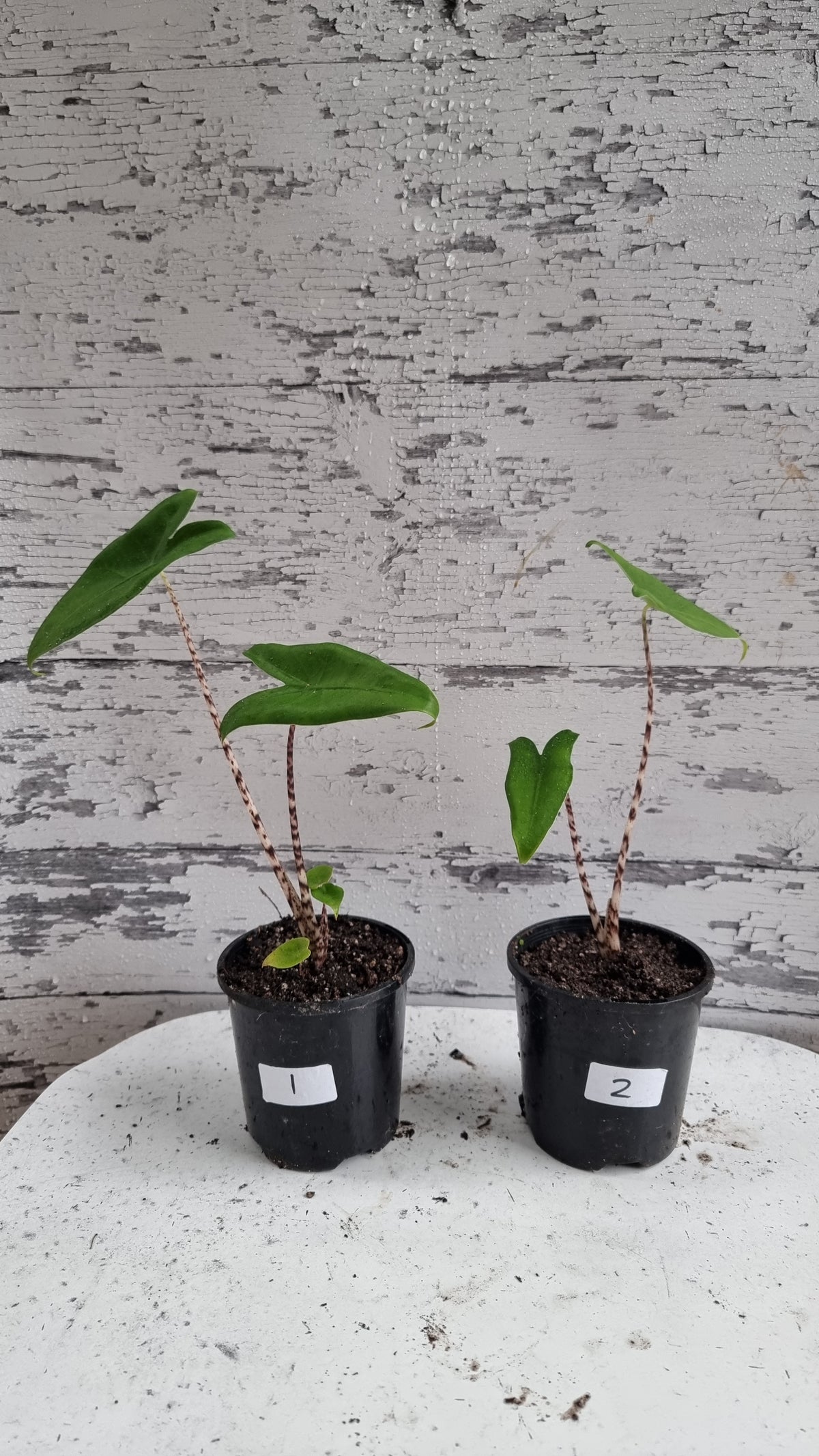 Alocasia zebrina