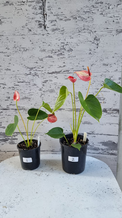Anthurium andreanum 'Livium Ruby' - Flamingo Flower