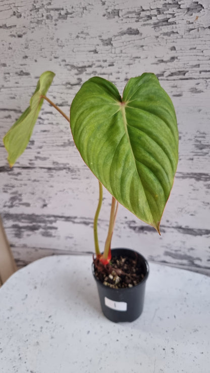 Philodendron NOID 'TC pastazanum silver'