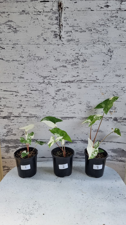 Syngonium podophyllum 'Fantasy' - Variegated Arrowhead Plant