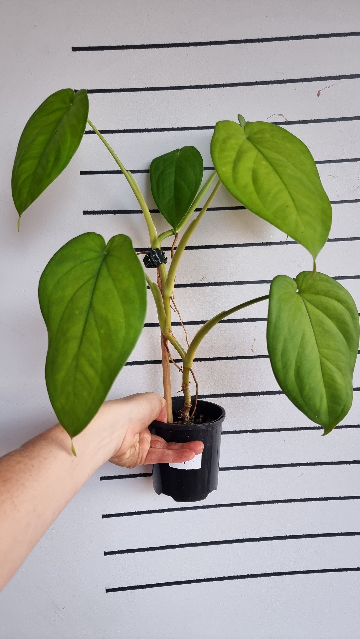 Syngonium chiapense - Arrowhead Plant