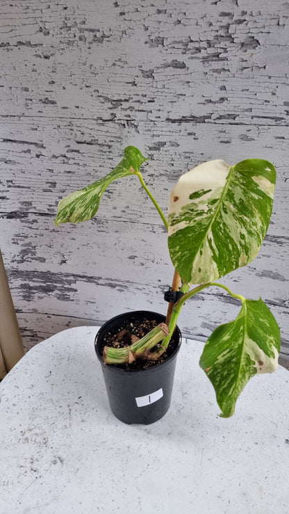 Monstera deliciosa borsigiana variegata - Variegated Fruit Salad Plant