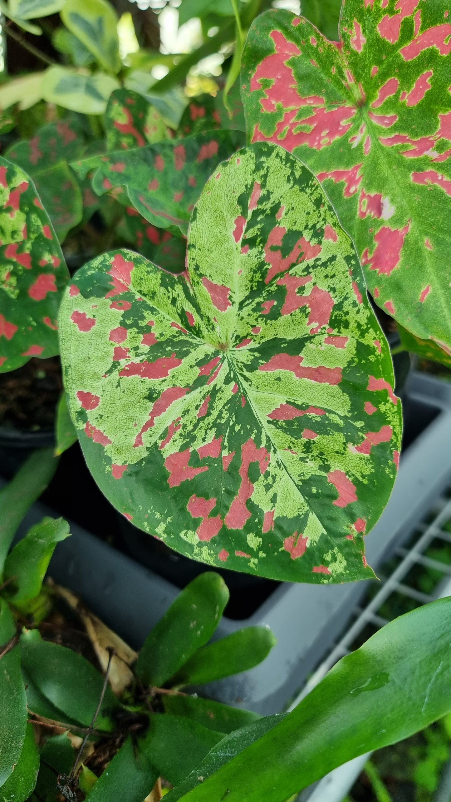 Caladium bicolour 'Raspberry Moon'