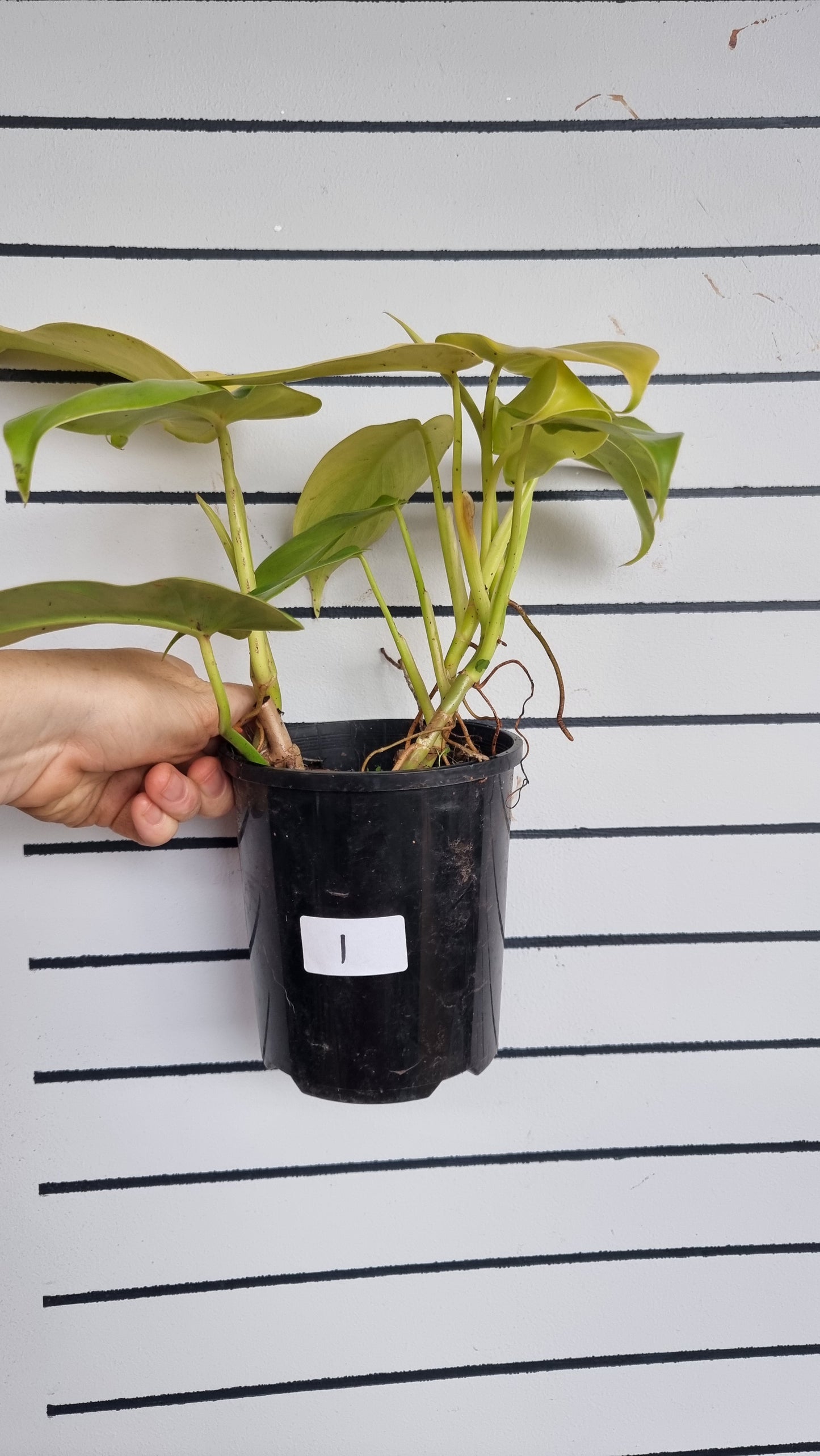 Philodendron bipennifolium aureum - Neon Horse Head Plant