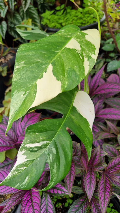 Epipremnum pinnatum variegata - Variegated Dragons Tail