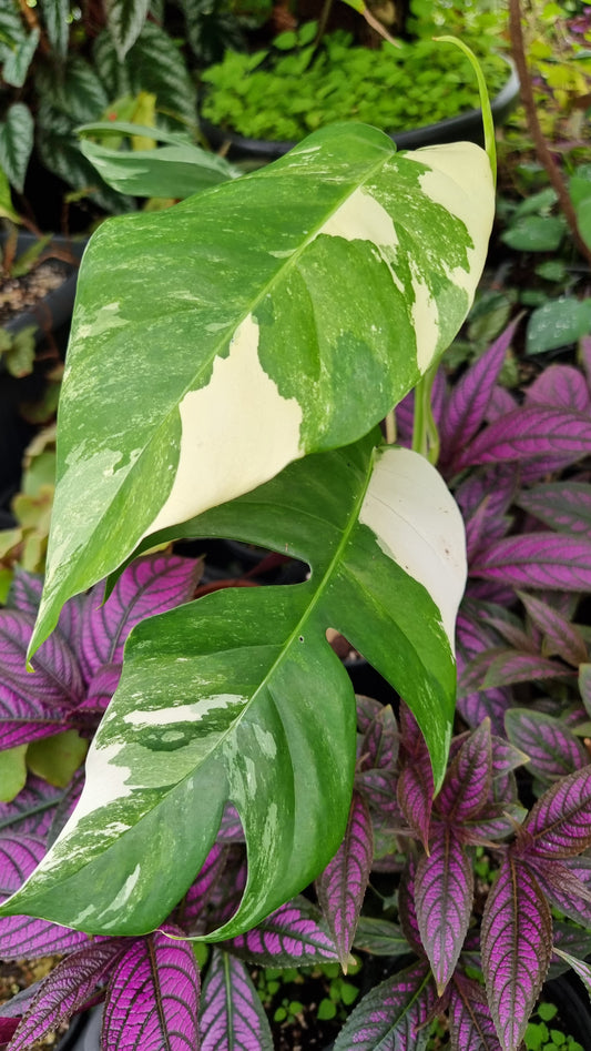 Epipremnum pinnatum variegata - Variegated Dragons Tail